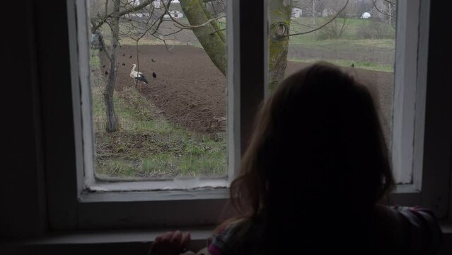 Child girl looks through the window of a rural house at the Old tractor plows a garden, a stork walks around the field and looks for food in the freshly plowed land. Ukraine.