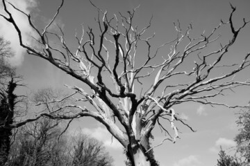 
Abstract black and white photo of dead oak tree
