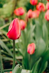 Red tulips bloom in spring after rain.