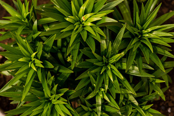 green leaves background