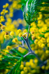 Birthday cheesecake with fresh coffee milk, dark chocolate and mimosa.