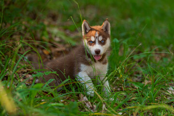 Naklejka na ściany i meble Husky puppy sits on the ground in the forest