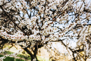 Beautiful white petals, flowers, apricot foliage blossoms in spring on a tree. Photography of nature.