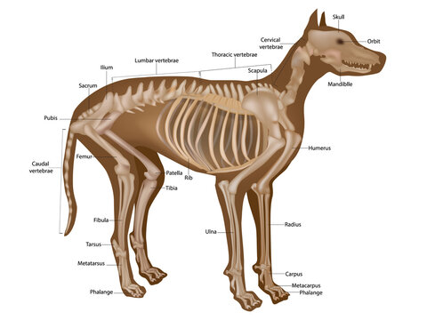 Dog skeleton with major bone elements. Canine skeleton veterinary. Anatomy