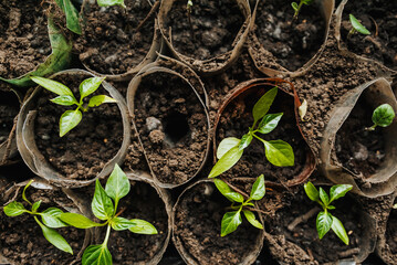 Seedlings, pepper leaves sprout from the ground in a greenhouse in the garden. Photo, top view.