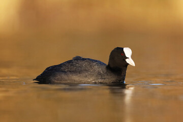 eurasian coot, fulica atra, common coot during sunset