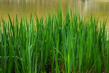 Obraz premium Close-up of lush tall green grass growing near lake water in park