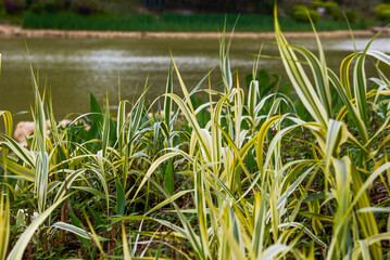 Close-up of Mosaic reeds and bamboo grass by the lake in the park