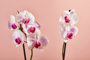 Fototapeta premium Flowers orchid Phalaenopsis white flowers with pink veins and core on pink background