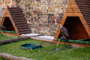 Cheb, Western Bohemia, Czech Republic, 14 August 2021: Brown Hawk bird of prey or Harris's Hawk - Parabuteo unicinctus perched near its wooden house in castle at sunny summer day, selective focus - Powered by Adobe