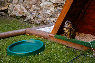 Cheb, Western Bohemia, Czech Republic, 14 August 2021: eagle owl or Eurasian Orle-Sova, Bubo bubo bird of prey perched near its wooden house in castlу at sunny summer day, green grass, selective focus