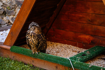 Cheb, Western Bohemia, Czech Republic, 14 August 2021: eagle owl or Eurasian Orle-Sova, Bubo bubo bird of prey perched near its wooden house in castlу at sunny summer day, green grass, selective focus