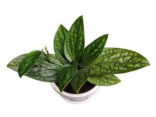 Top view of tropical Monstera Peru (Monstera Karstenianum) isolated on white background. its thick leaves are characterized by a deep ridge-like texture (similar to some peperomias) and dark green. © Pee Paew