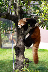 レッサーパンダ