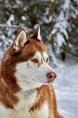Portrait brown Siberian Husky dog on the background of the winter snowy forest. Front view