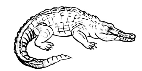 krokodyl crocodile hand drawing
