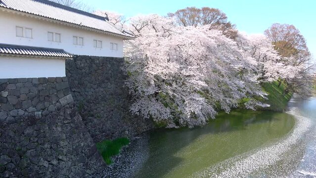山形城跡・霞城公園の桜（山形県・山形市）