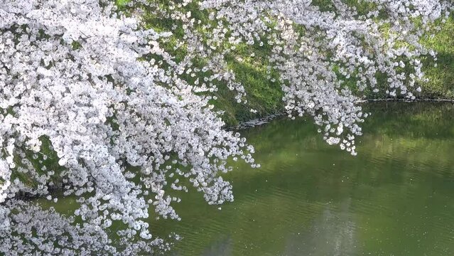 山形城跡・霞城公園の桜（山形県・山形市）