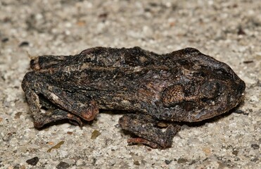 Dead and desiccated Gulf Coast toad (Incilius nebulifer) on the pavement, isolated closeup with copy space.