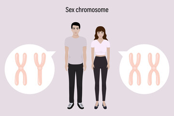 Sex chromosome structure. Male and Female. Biological study. Chromosome X and Y.