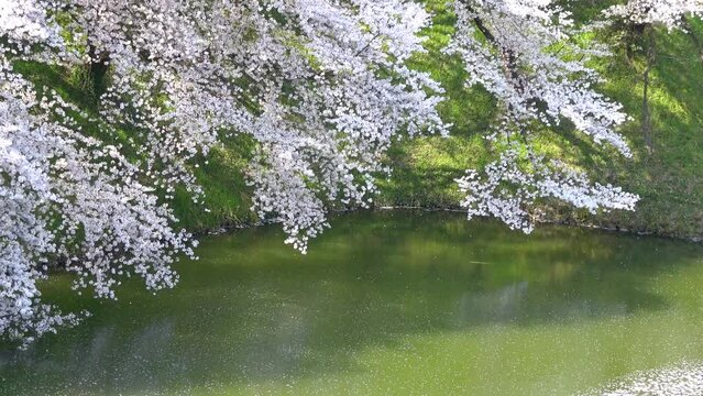 山形城跡・霞城公園の桜（山形県・山形市）