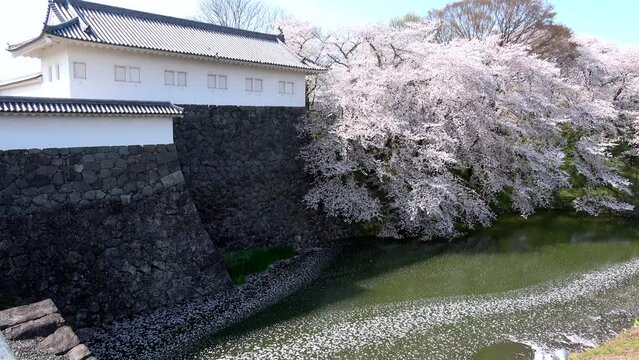 山形城跡・霞城公園の桜（山形県・山形市）