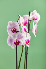 Flowers orchid Phalaenopsis white flowers with pink veins and core on green background
