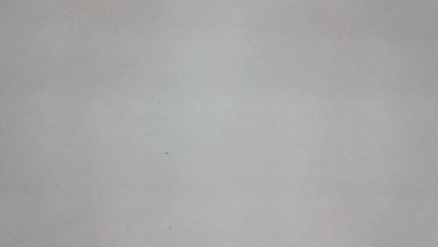 Top down view of a crawling bloodsucker tick.