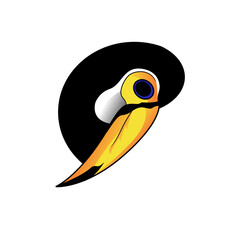 hornbill bird illustration vector