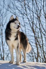 Cute siberian husky dog on walk in sunny winter forest.