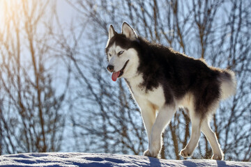 Cute siberian husky dog run on snow.