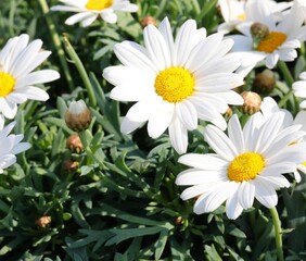 Fototapeta premium many white daisies with big petals