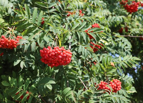 sorbus aucuparia also called Rowan Tree and red berries
