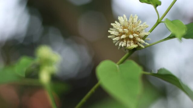 Mitragyna speciosa flower on the tree	