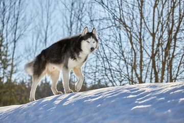 Obraz premium Cute siberian husky dog run on snow.