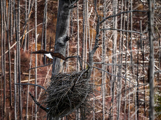 An Action Image of a Bald Eagle Reentering the Nest