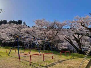 Fototapeta premium cherry blossom tree
