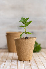 Mint seedlings growing in a biodegradable pots close up. Homegro