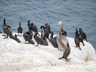 Close up shot of Brown pelican near the famous La Jolla Cove