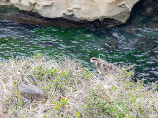 Close up shot of Brown pelican near the famous La Jolla Cove