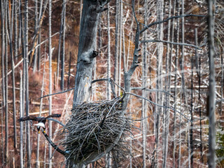 An Adult American Bald Eagle's Approach to the Nest
