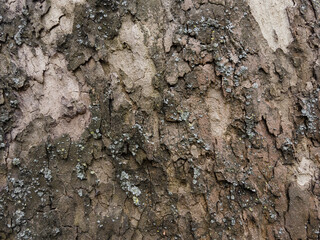 Texture of old tree bark