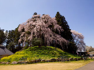 landscape with tree