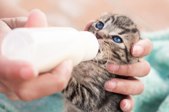 Cat milk. Lovely little kitten drinking milk. Cat drinking milk. Newborn baby kitten is feeding by a woman in her hands with milk replacer 