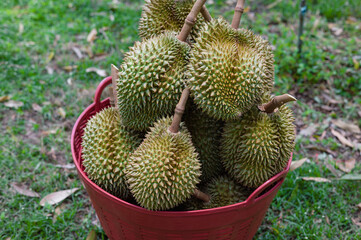 The harvested durians are cut and put in the red basket in the garden, product quality for export, king of fruit in Thailand, for advertising concept