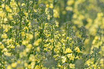 Fototapeta premium Broccoli flower, Blooming canola flowers