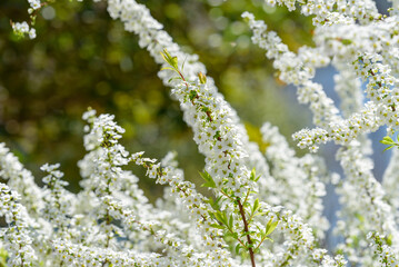 White flowers of Thunberg's meadowsweet