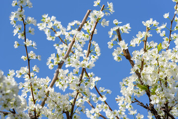 White plum blossoms in full bloom