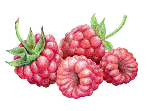 A handful of raspberries with a twig. Hand-drawn illustration , colored pencils. Botanical illustration.