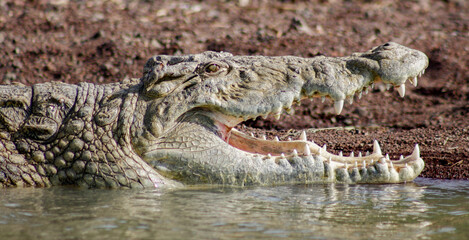 Nile crocodile 